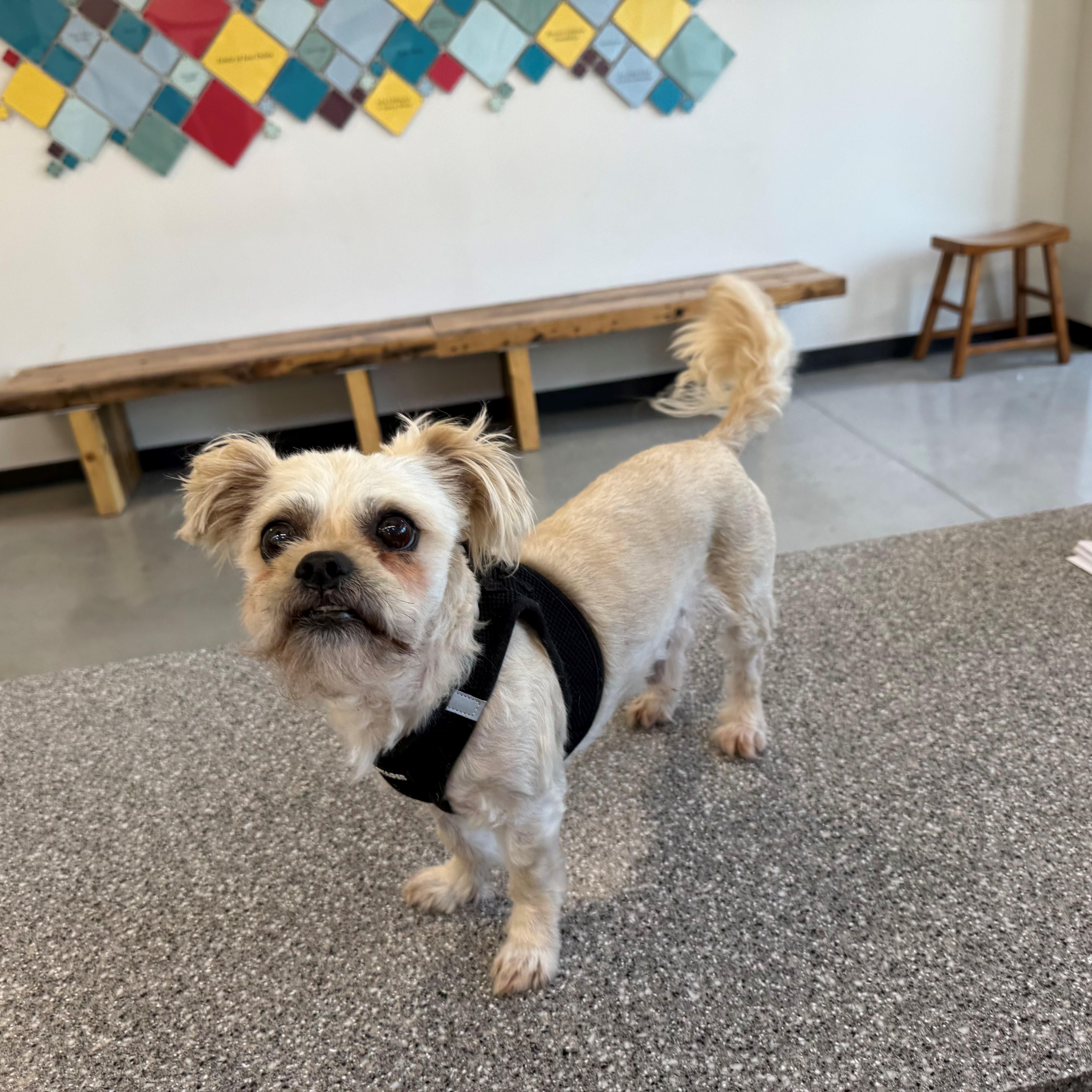 Artie, adopted, Senior Male Shih Tzu & Terrier.