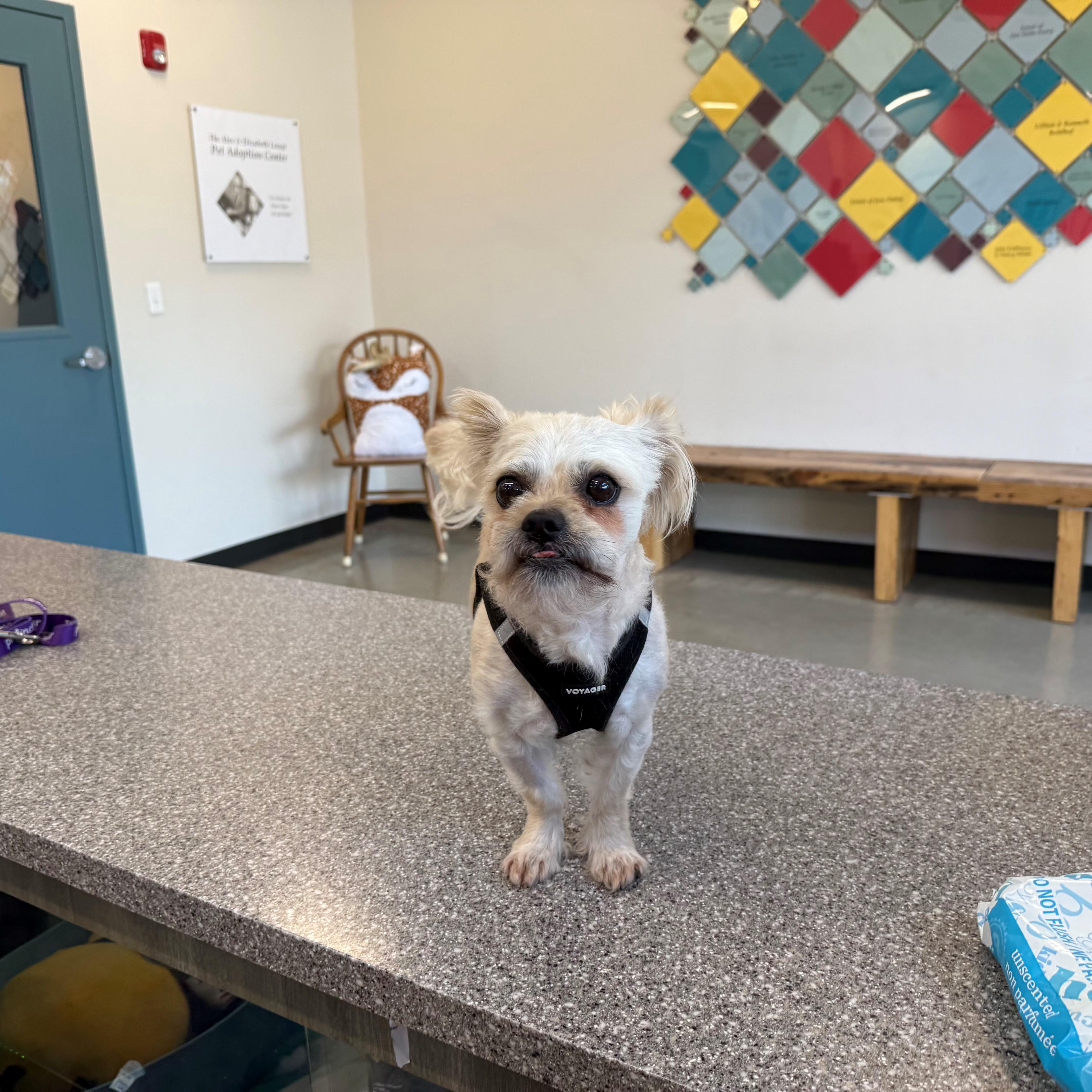 Enlarge Artie, an adopted mixed breed in New Rochelle, NY image 2/2