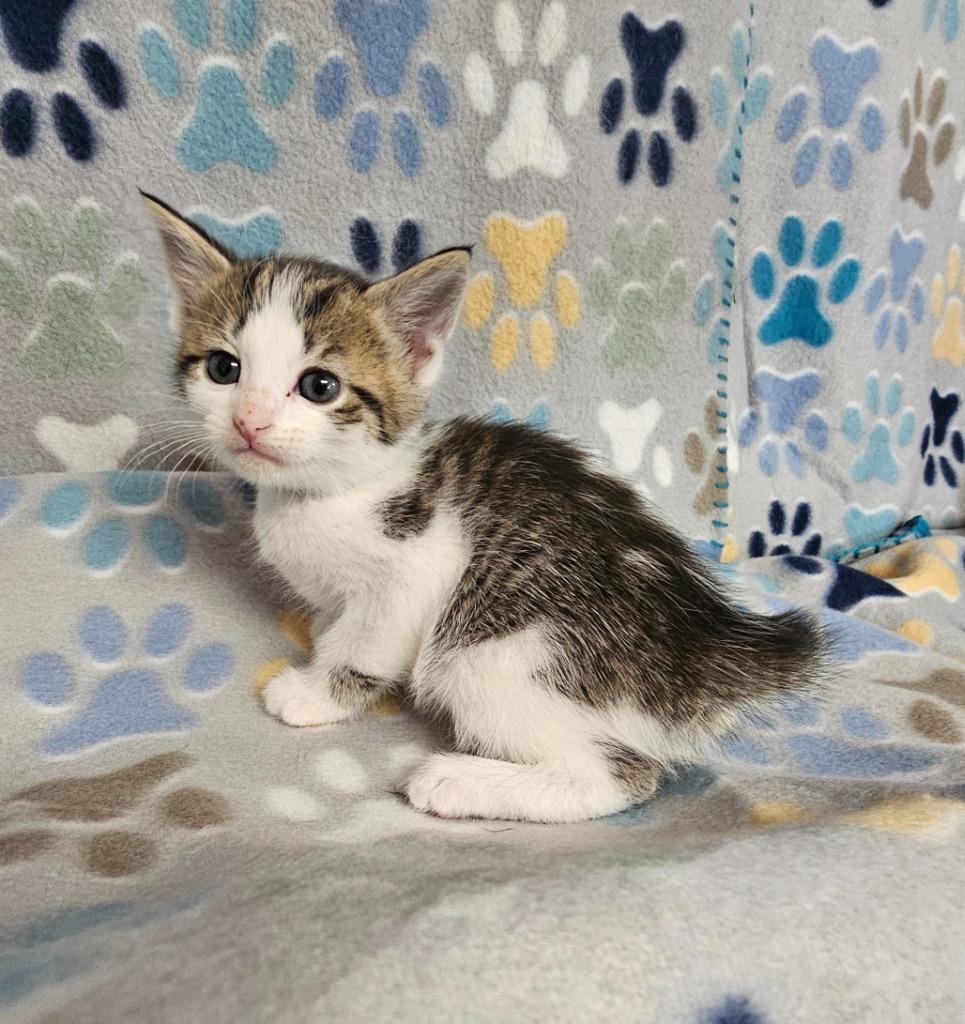 Lil Kim, Adoptable, Kitten Female Domestic Short Hair.
