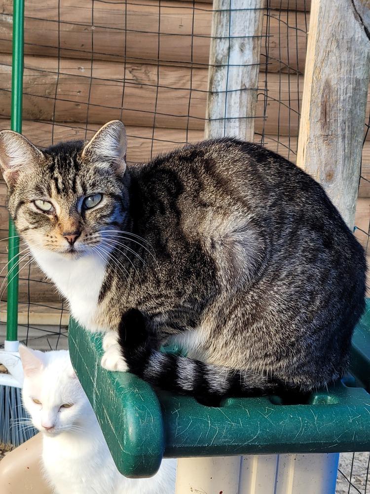 Nala, Adoptable, Adult Female Domestic Short Hair.