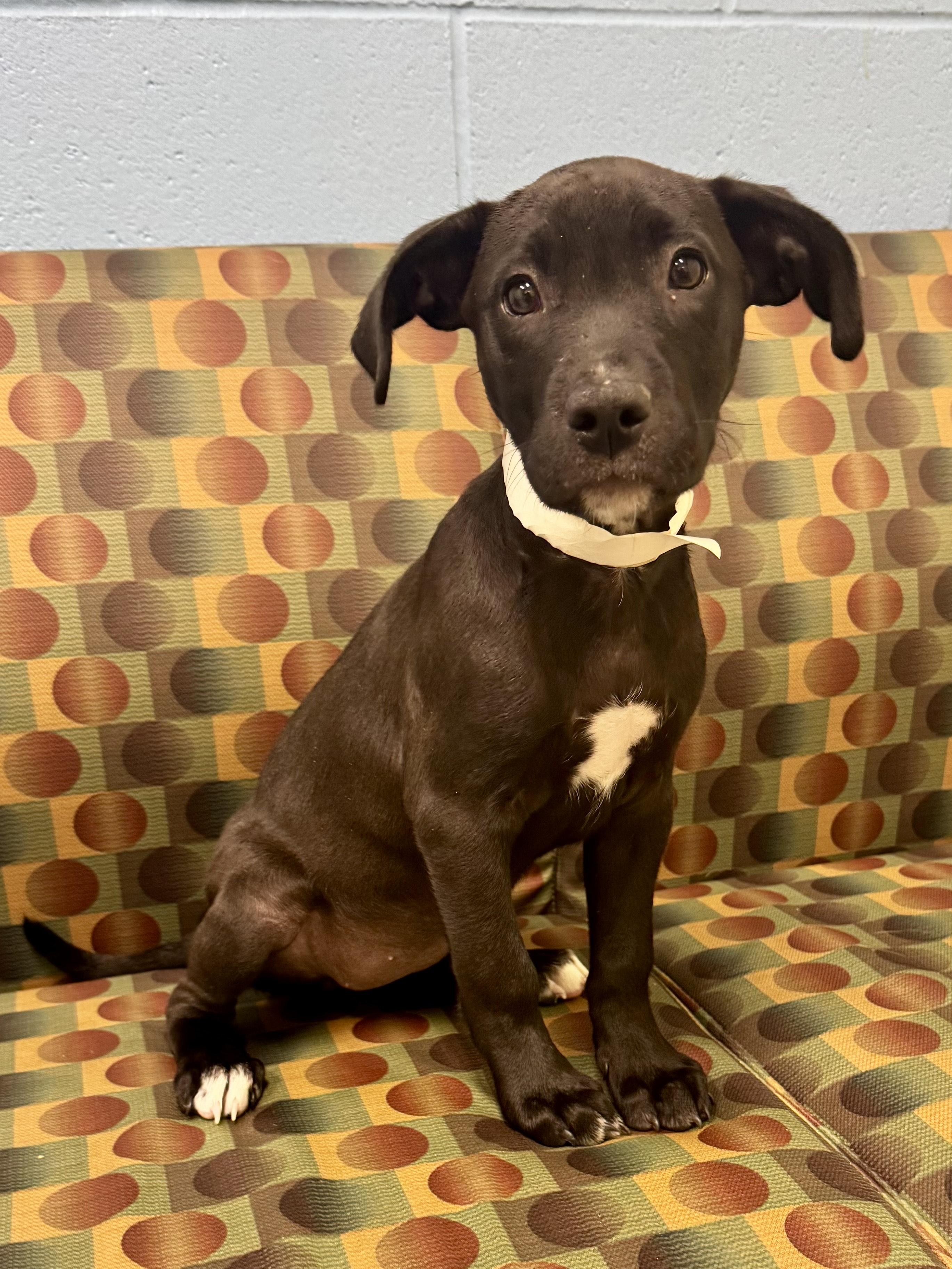 Sasha, adopted, Puppy Female Labrador Retriever.