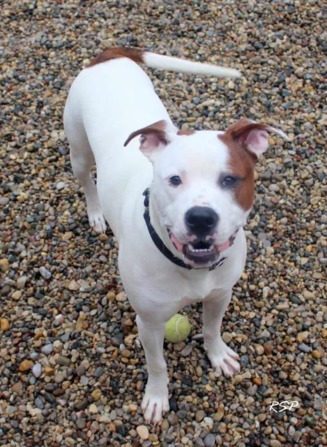 WILLOUGHBY, Adoptable, Young Male Boxer & Mixed Breed.