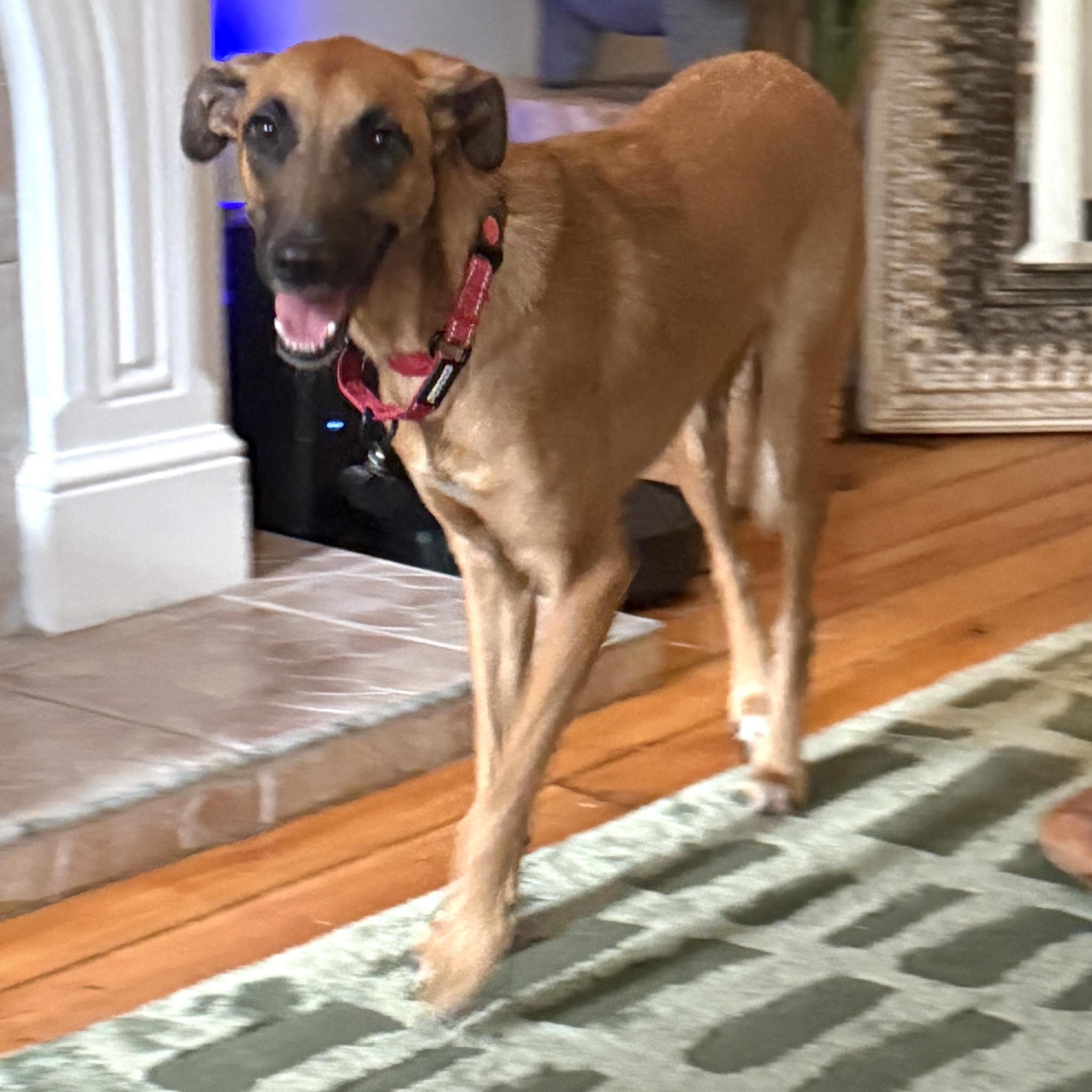 Enlarge Kobe, a Adoptable mixed breed in Brooklyn, NY image 4/5