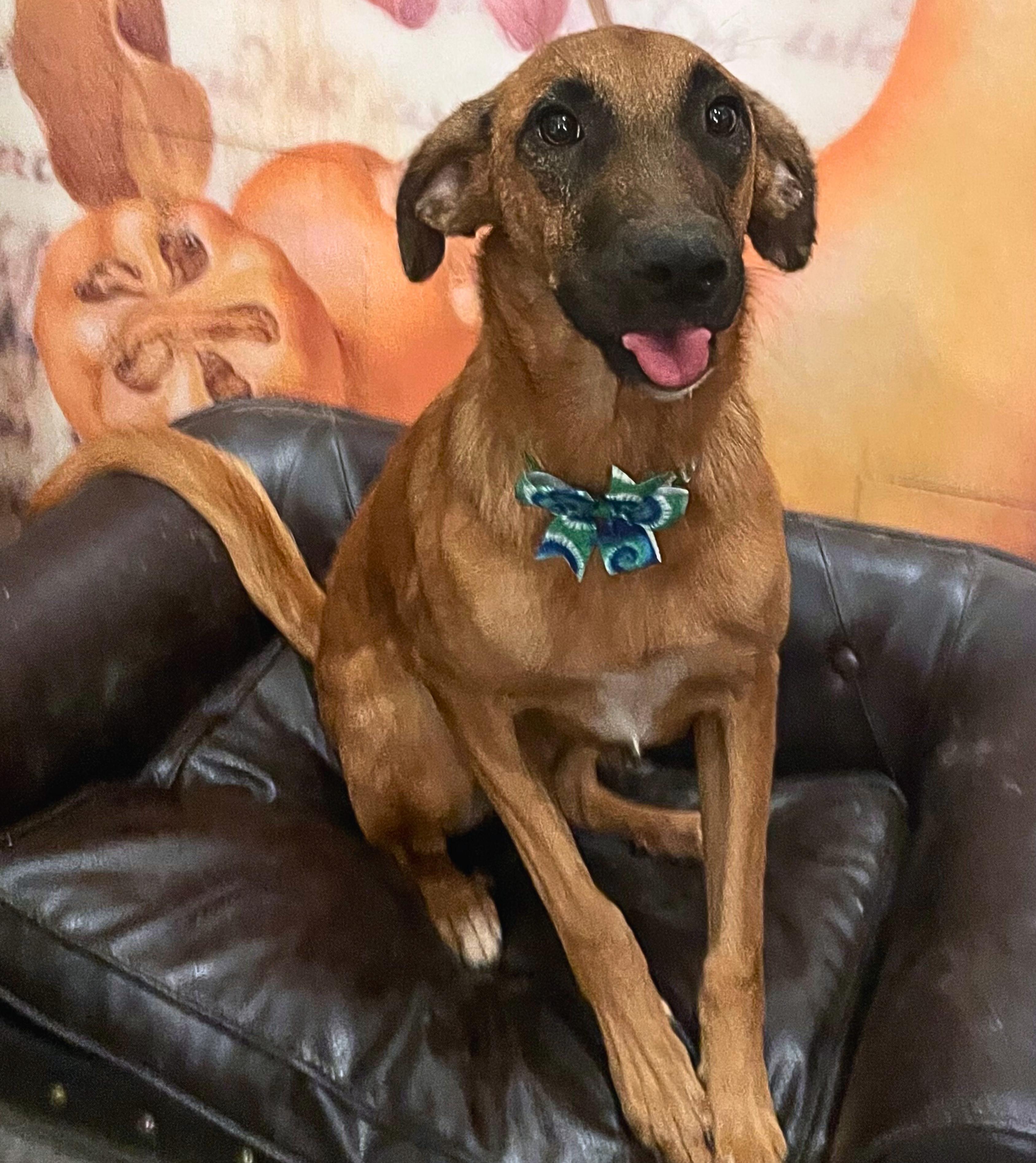 Enlarge Kobe, a Adoptable mixed breed in Brooklyn, NY image 2/5