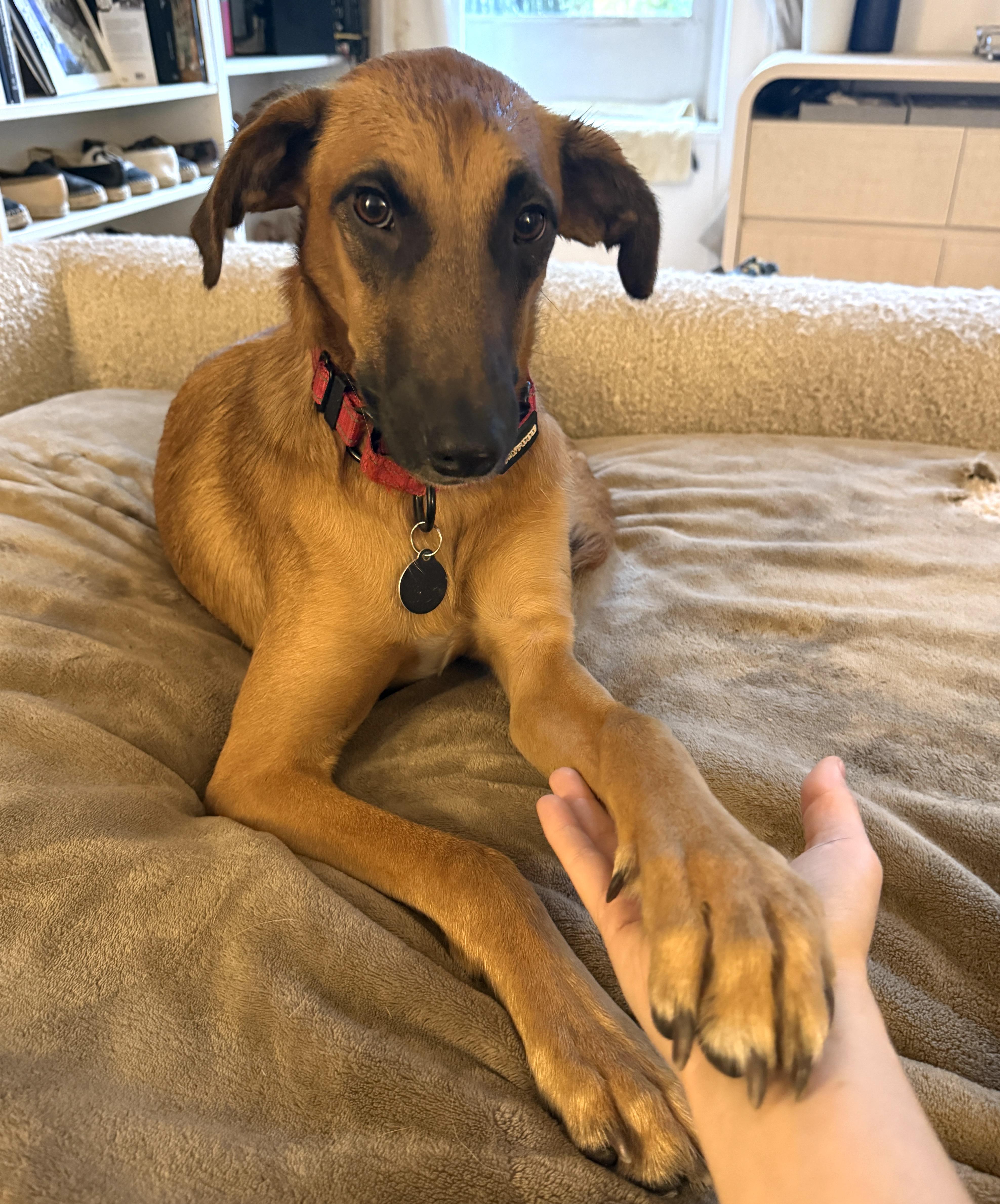 Enlarge Kobe, a Adoptable mixed breed in Brooklyn, NY image 5/5