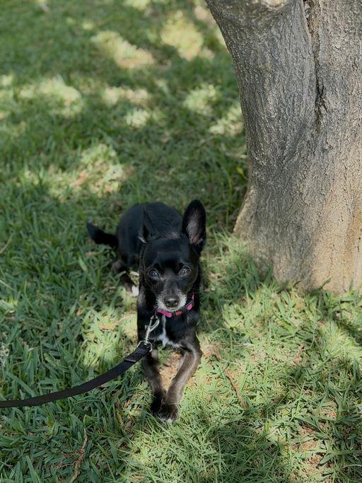 Manny, an adoptable Chihuahua in Los Angeles, CA image 3/6