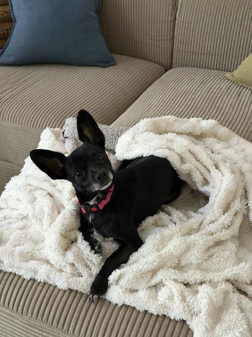 Manny, an adoptable Chihuahua in Los Angeles, CA image 5/6
