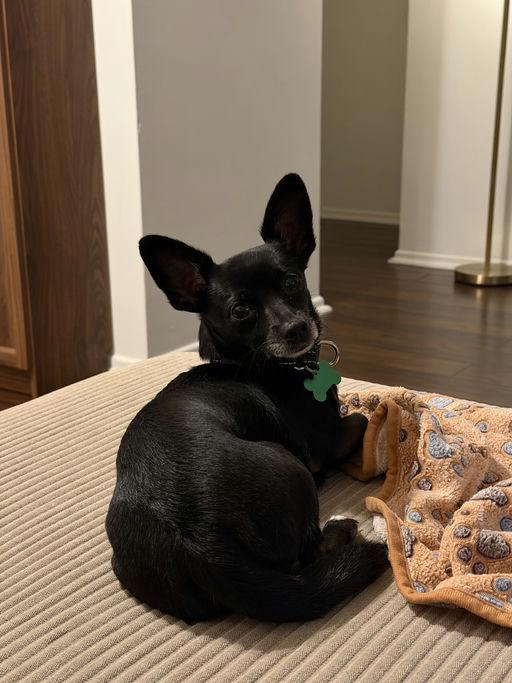 Manny, an adoptable Chihuahua in Los Angeles, CA image 4/6