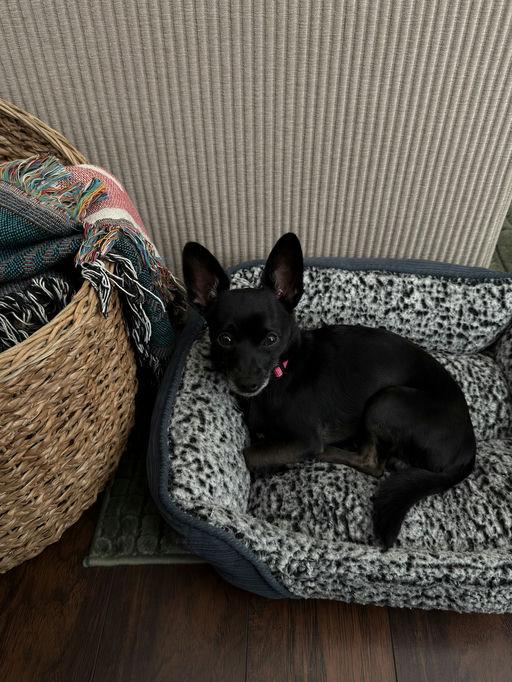 Manny, an adoptable Chihuahua in Los Angeles, CA image 6/6