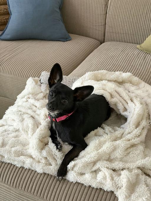 Manny, an adoptable Chihuahua in Los Angeles, CA image 1/6