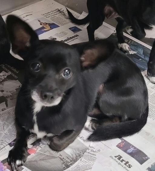 Manny, an adoptable Chihuahua in Los Angeles, CA image 2/6