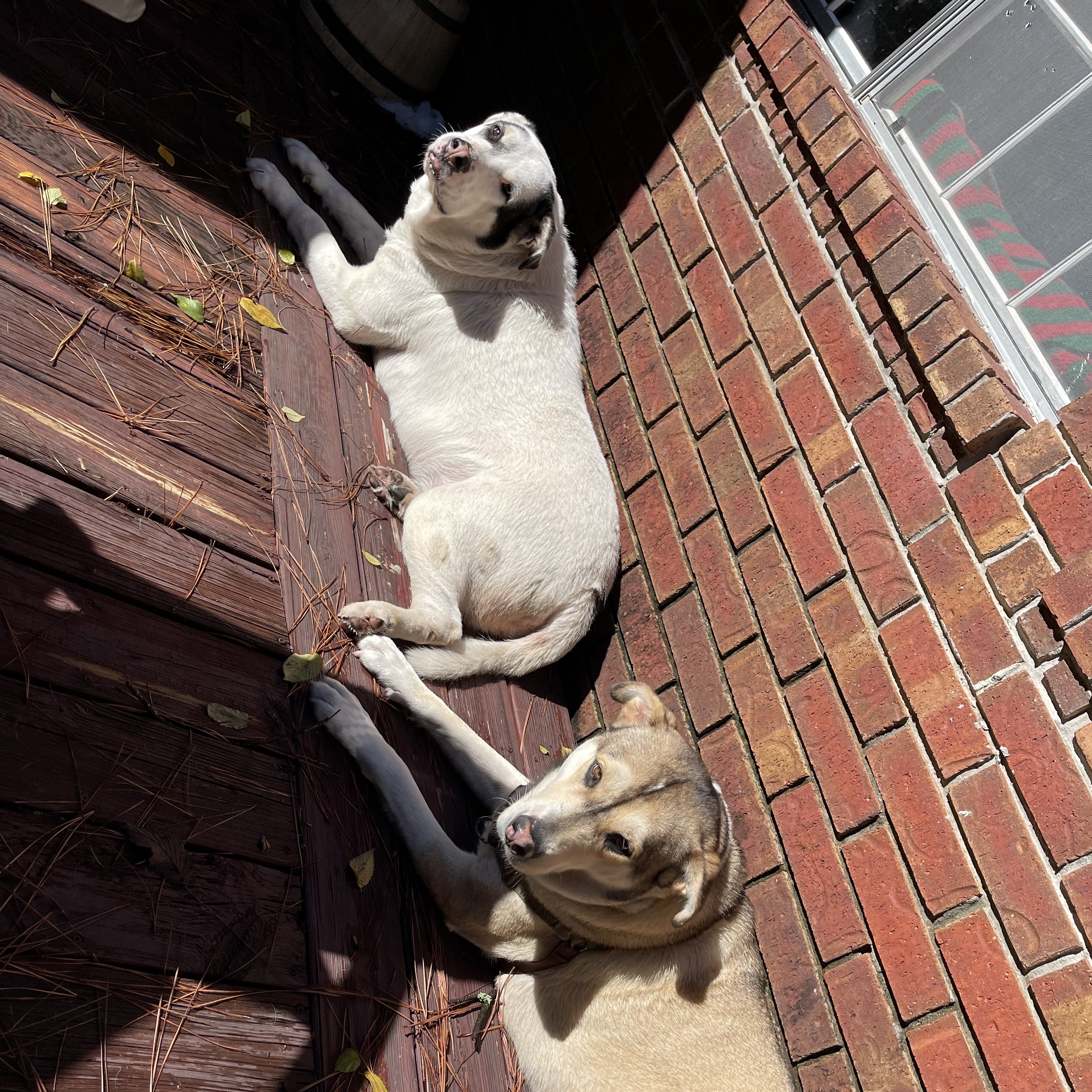 MOKO (bonded with Coco) — thumbnail 5