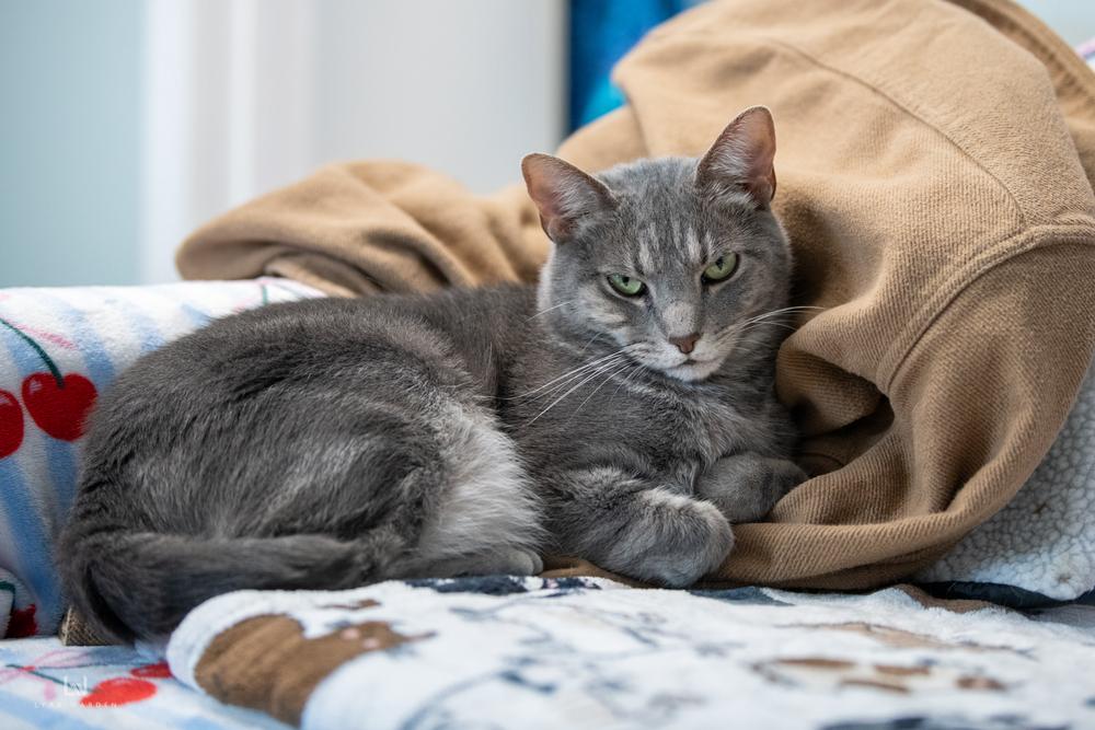Enlarge Toby, a Adoptable Domestic Short Hair in Harpers Ferry, WV image 1/6