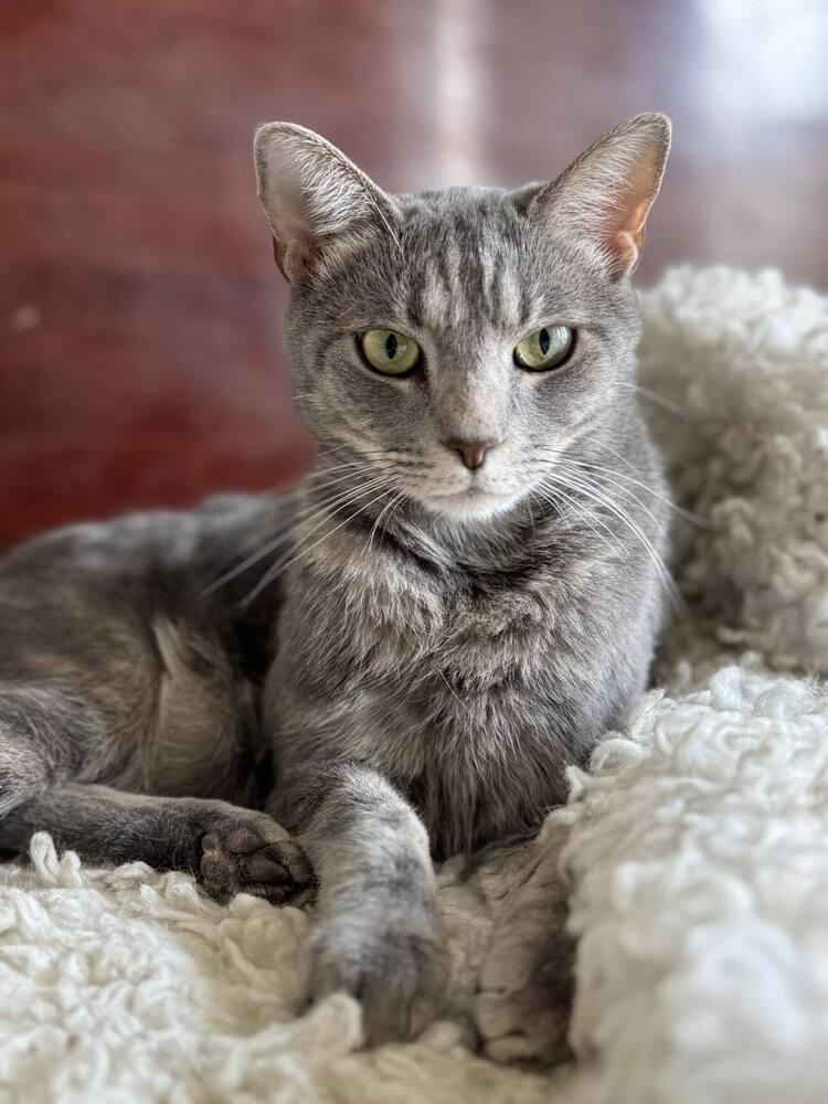 Toby, Adoptable, Young Male Domestic Short Hair.