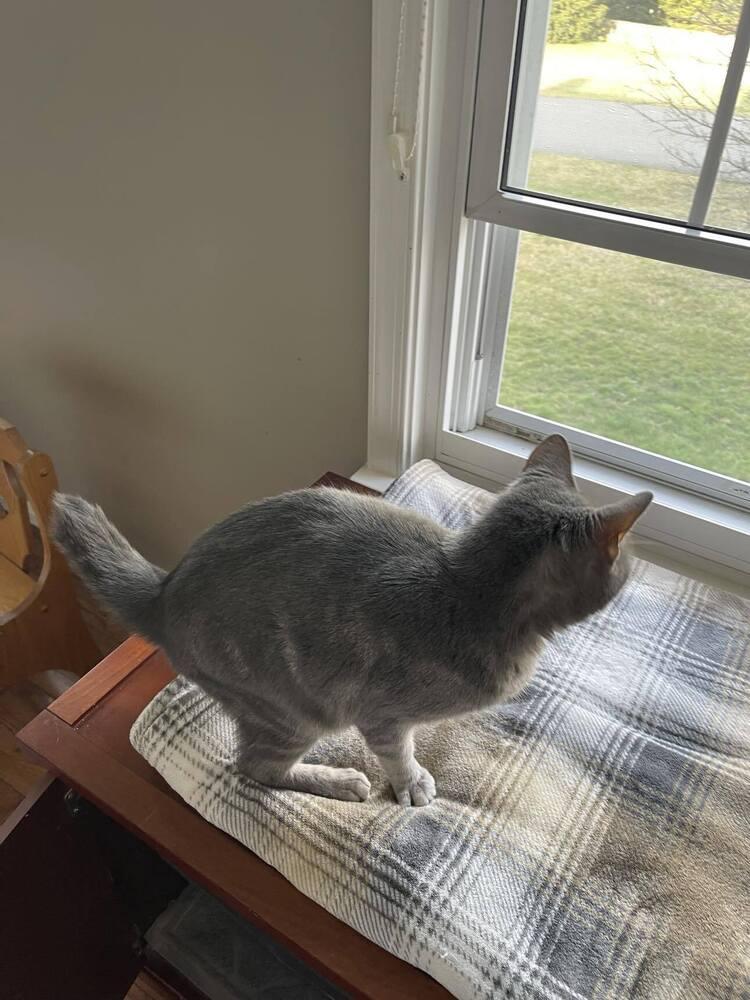 Enlarge Toby, a Adoptable Domestic Short Hair in Harpers Ferry, WV image 2/3