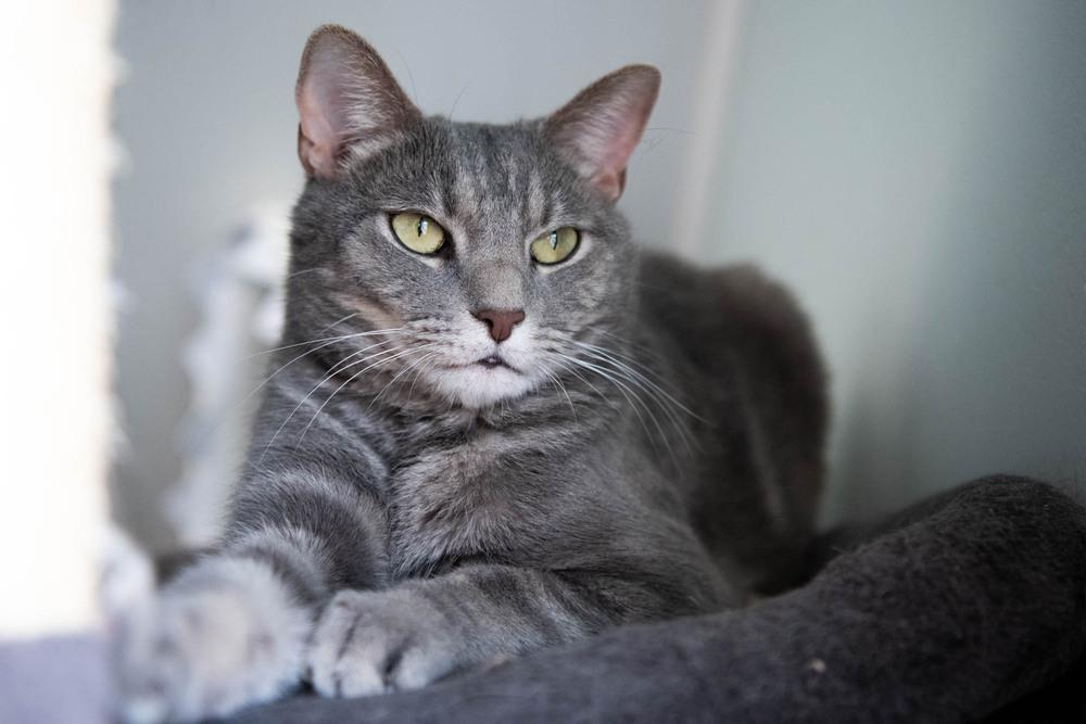 Enlarge Toby, a Adoptable Domestic Short Hair in Harpers Ferry, WV image 1/6