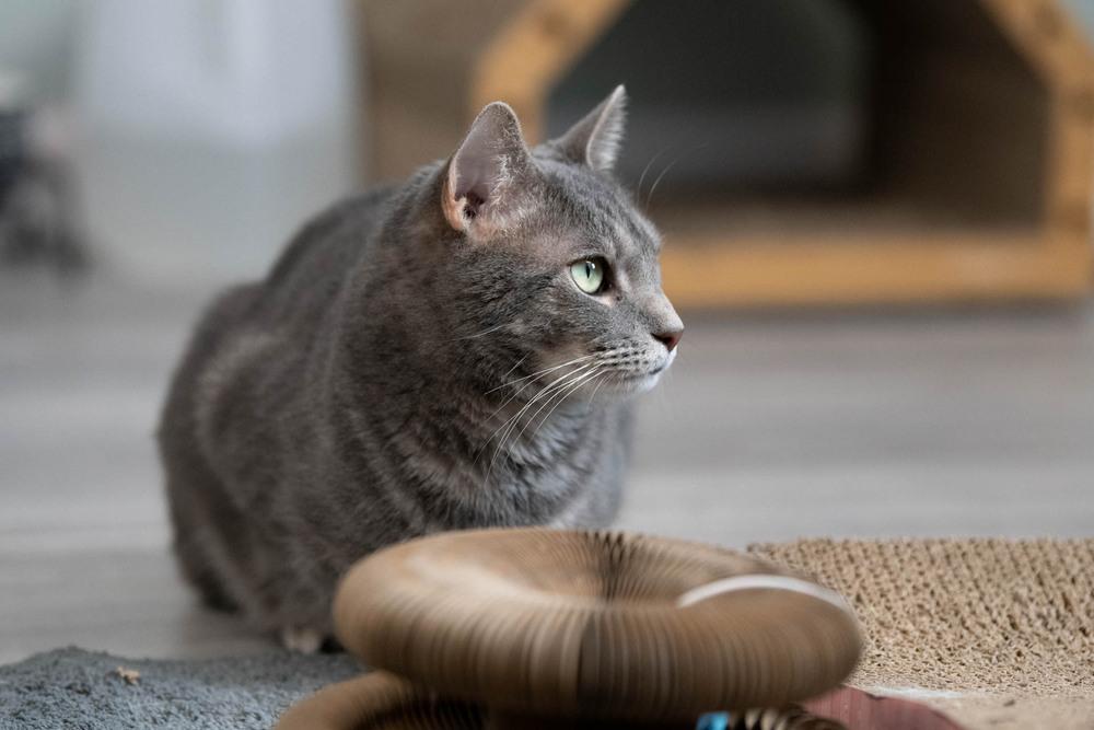 Enlarge Toby, a Adoptable Domestic Short Hair in Harpers Ferry, WV image 2/6