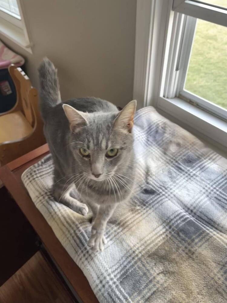 Enlarge Toby, a Adoptable Domestic Short Hair in Harpers Ferry, WV image 3/3