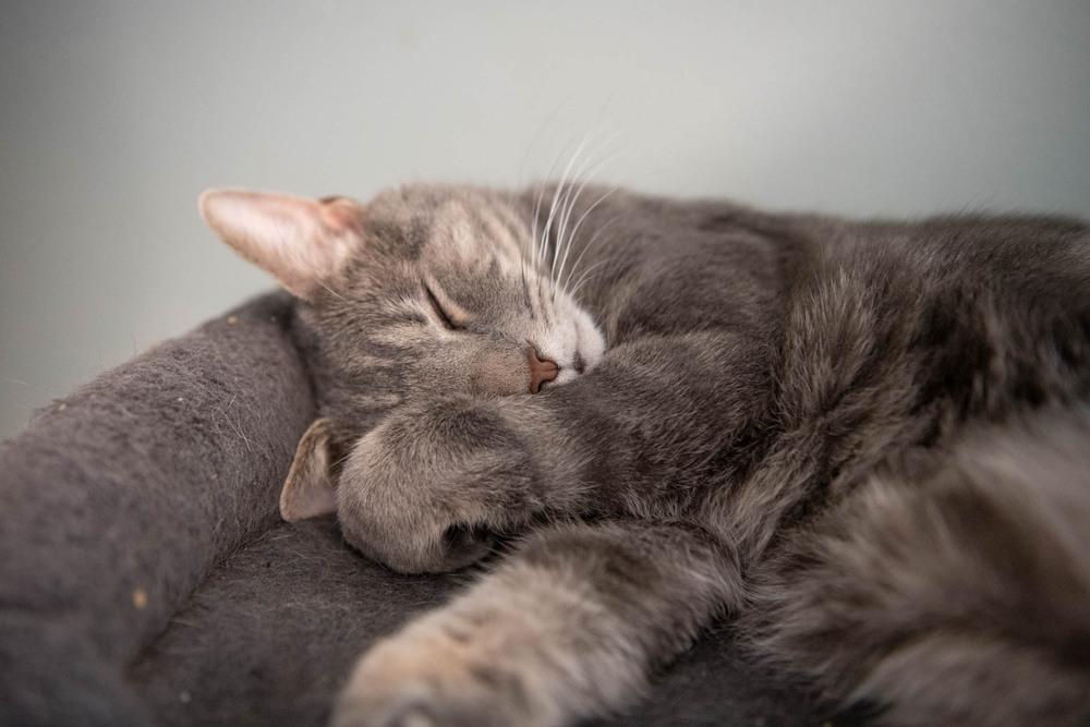 Enlarge Toby, a Adoptable Domestic Short Hair in Harpers Ferry, WV image 3/6