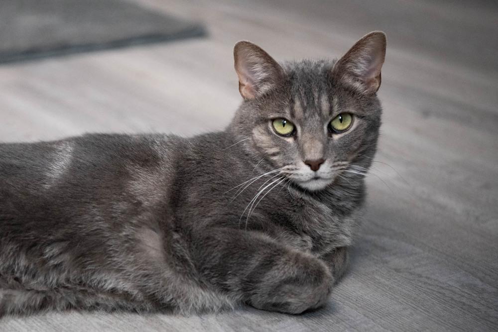 Enlarge Toby, a Adoptable Domestic Short Hair in Harpers Ferry, WV image 4/6