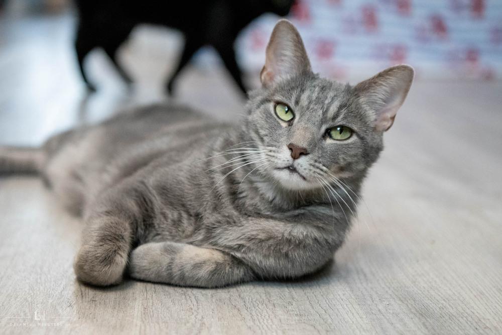 Enlarge Toby, a Adoptable Domestic Short Hair in Harpers Ferry, WV image 3/6