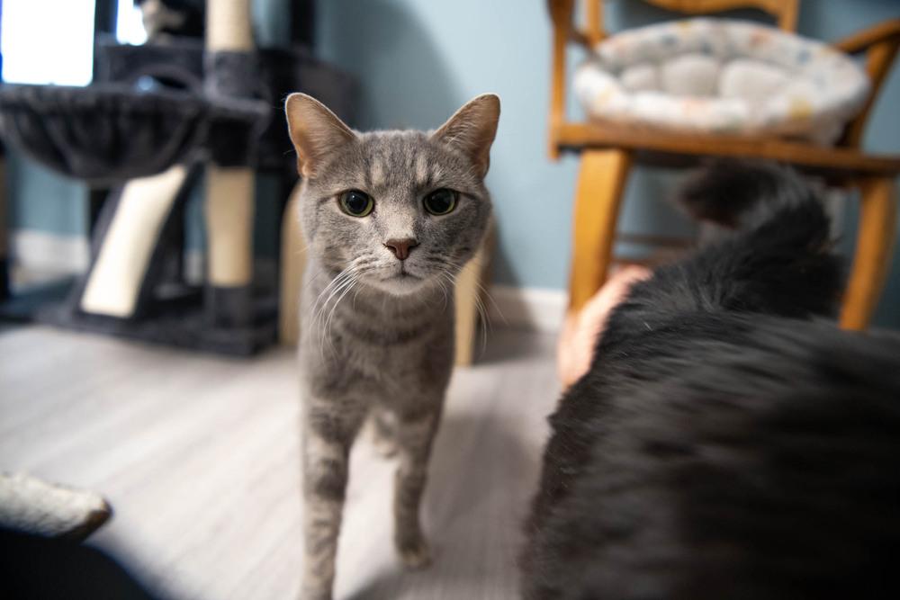 Enlarge Toby, a Adoptable Domestic Short Hair in Harpers Ferry, WV image 5/6