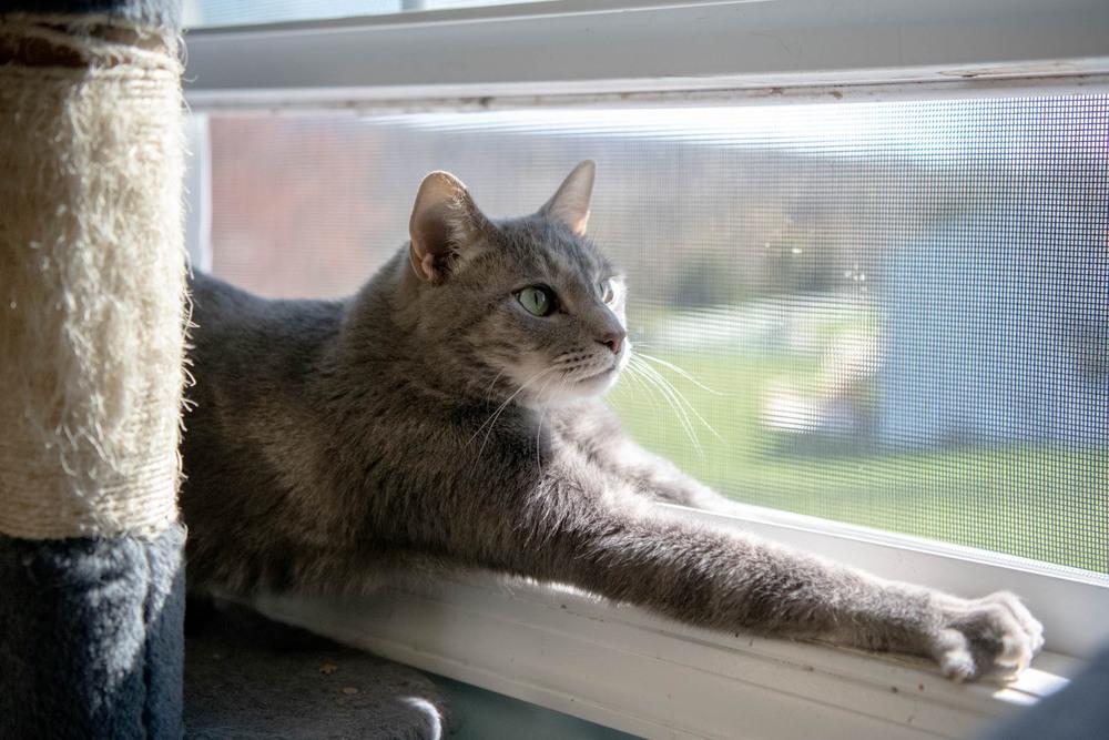 Enlarge Toby, a Adoptable Domestic Short Hair in Harpers Ferry, WV image 6/6