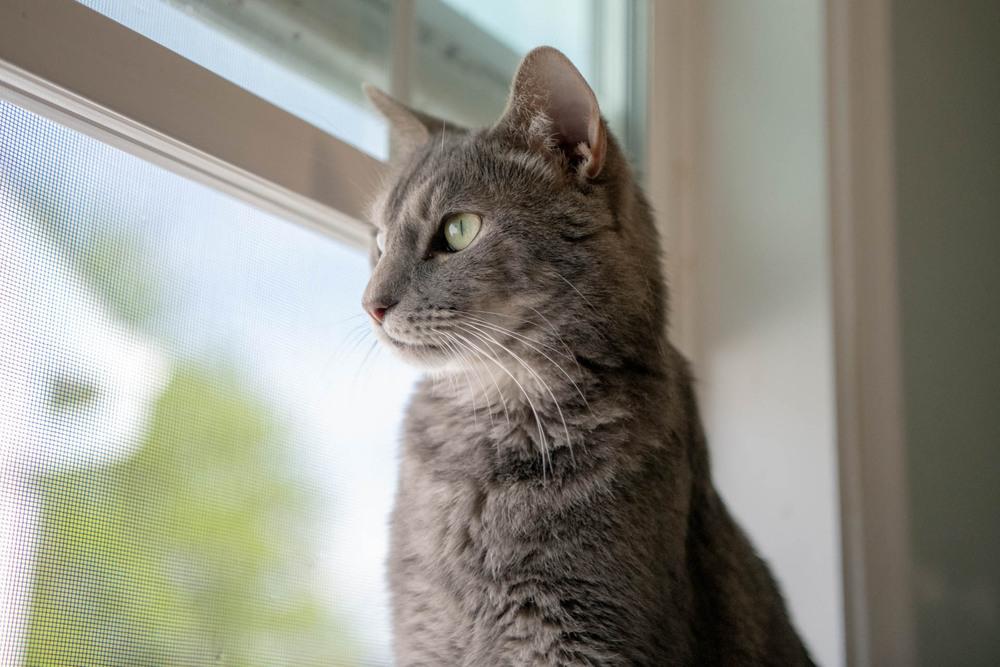 Enlarge Toby, a Adoptable Domestic Short Hair in Harpers Ferry, WV image 6/6