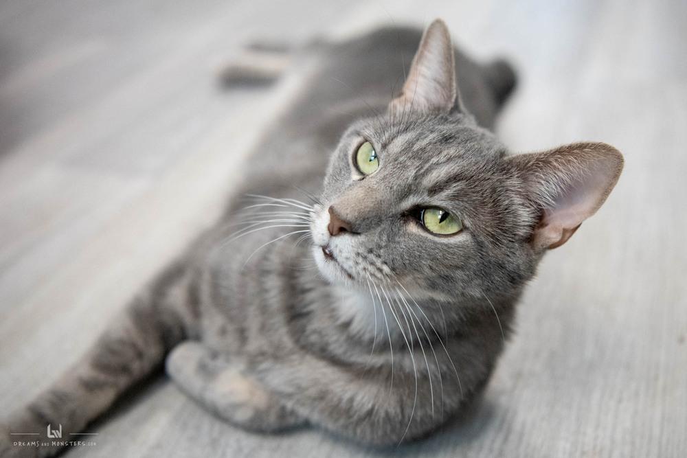 Enlarge Toby, a Adoptable Domestic Short Hair in Harpers Ferry, WV image 6/6