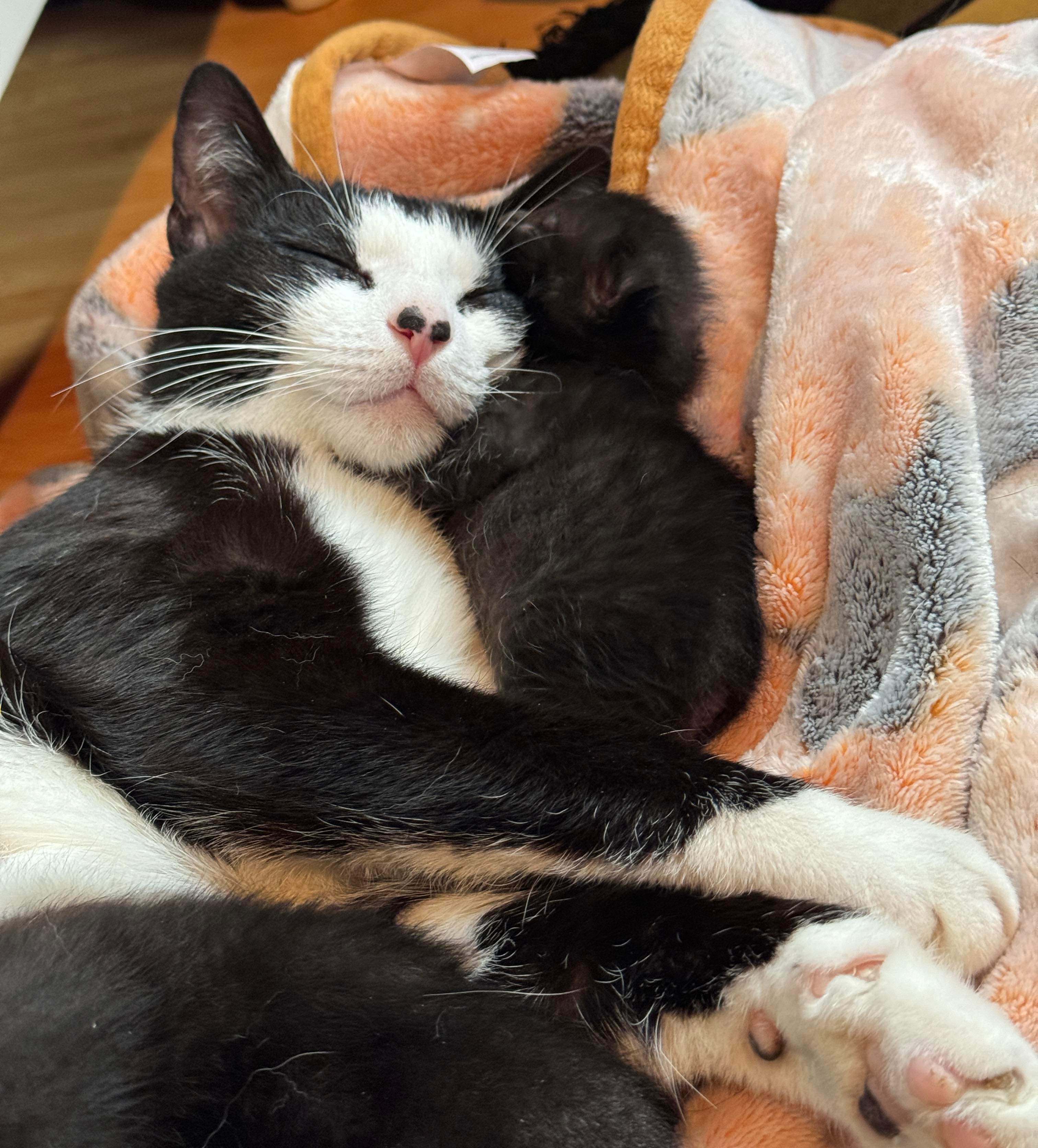 007, Adopted, Adult Female American Shorthair.