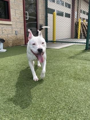 Cathy, a Adoptable mixed breed in Independence, MO image 1/3