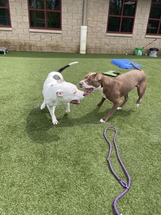 Cathy, a Adoptable mixed breed in Independence, MO image 2/3