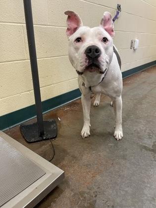Cathy, a Adoptable mixed breed in Independence, MO image 3/3