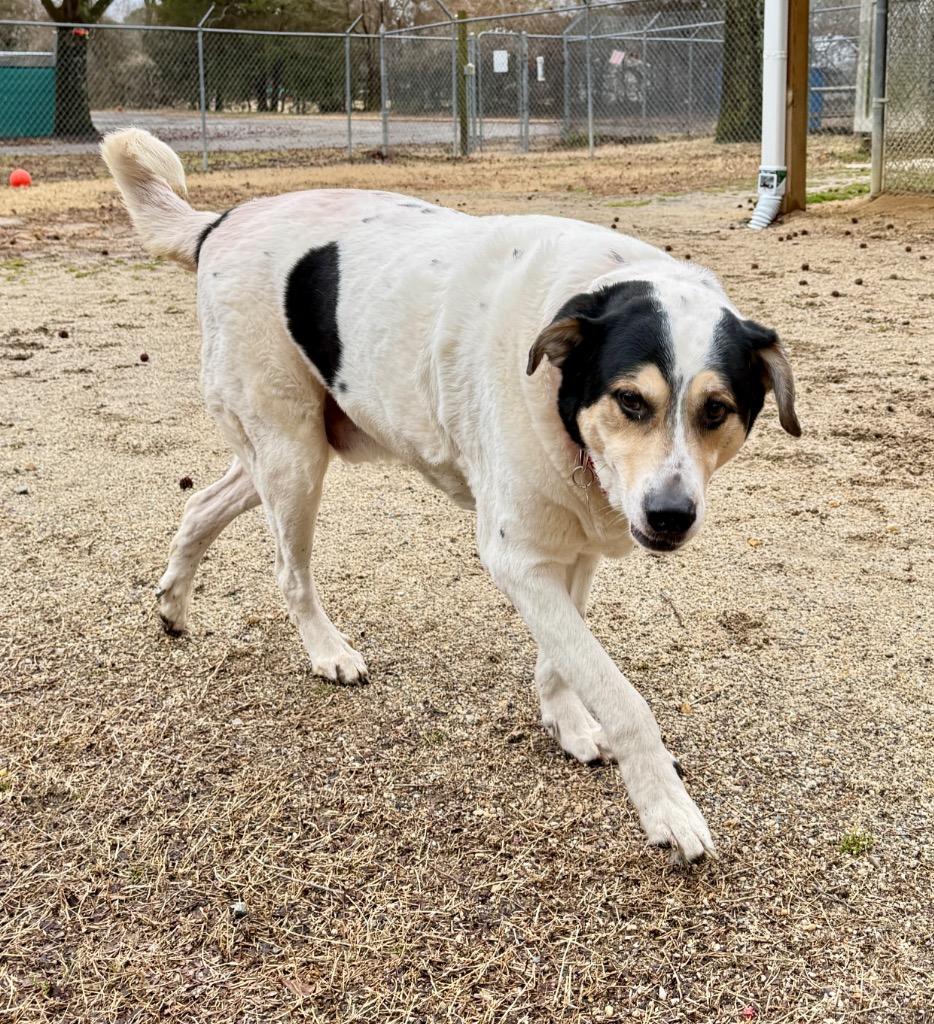 Duke, Adoptable, Senior Male Great Pyrenees & Mixed Breed.