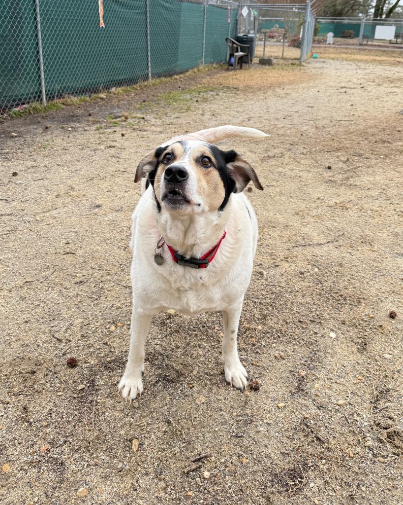 Enlarge Duke, a Adoptable mixed breed in Hampton, VA image 2/2