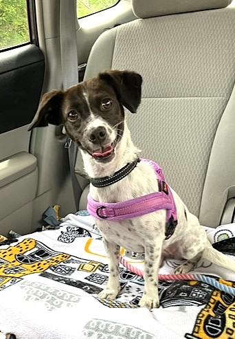 Stella, Adoptable, Puppy Female Terrier & Chihuahua.