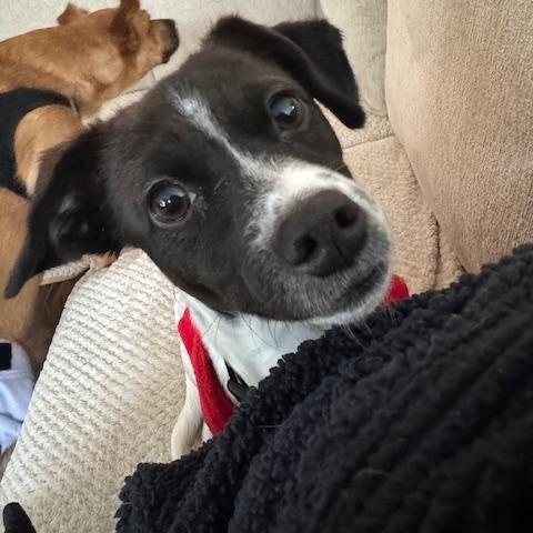 Stella, Adoptable, Puppy Female Terrier & Chihuahua.