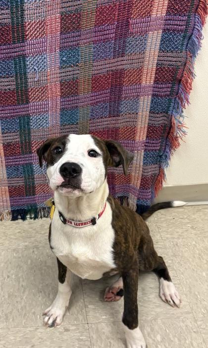 Flint, an adopted Mixed Breed in Hamilton, OH image 3/3