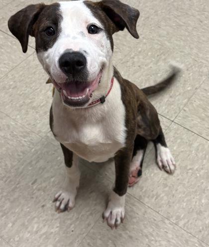 Flint, adopted, Puppy Male Mixed Breed.