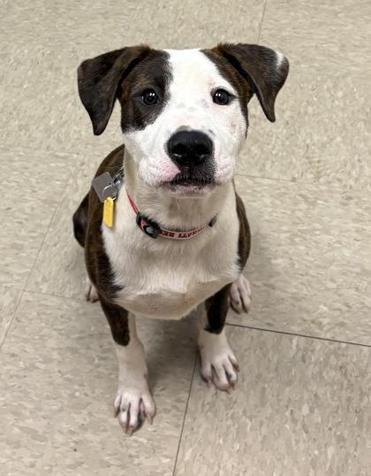 Flint, an adopted Mixed Breed in Hamilton, OH image 2/3