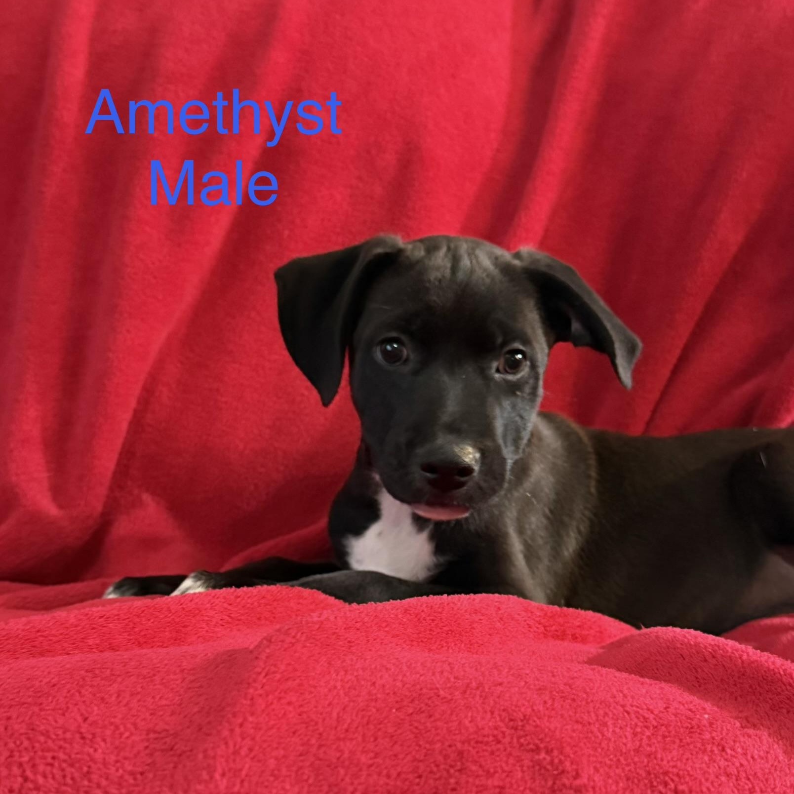 Amethyst, Adoptable, Puppy Male German Shepherd Dog & Husky.