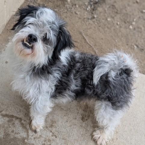 Silvan, a ADOPTABLE Shih Tzu in Eaton, OH image 4/5