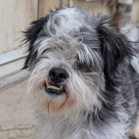 Silvan, a ADOPTABLE Shih Tzu in Eaton, OH image 1/5
