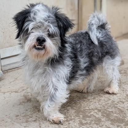 Silvan, a ADOPTABLE Shih Tzu in Eaton, OH image 3/5