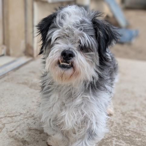 Silvan, a ADOPTABLE Shih Tzu in Eaton, OH image 5/5