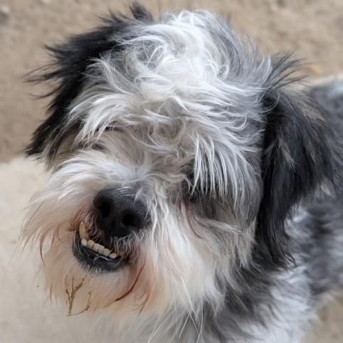 Silvan, a ADOPTABLE Shih Tzu in Eaton, OH image 2/5