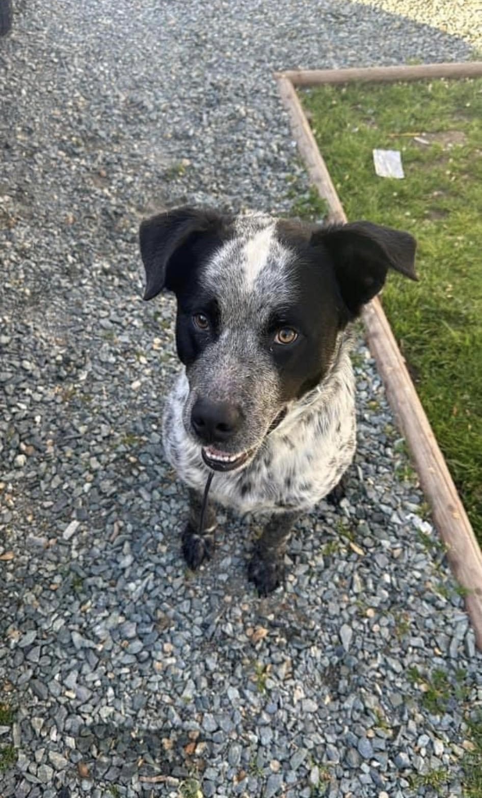 Enlarge Hank the Tank, a Adopted Australian Cattle Dog / Blue Heeler in Herald, CA image 1/1