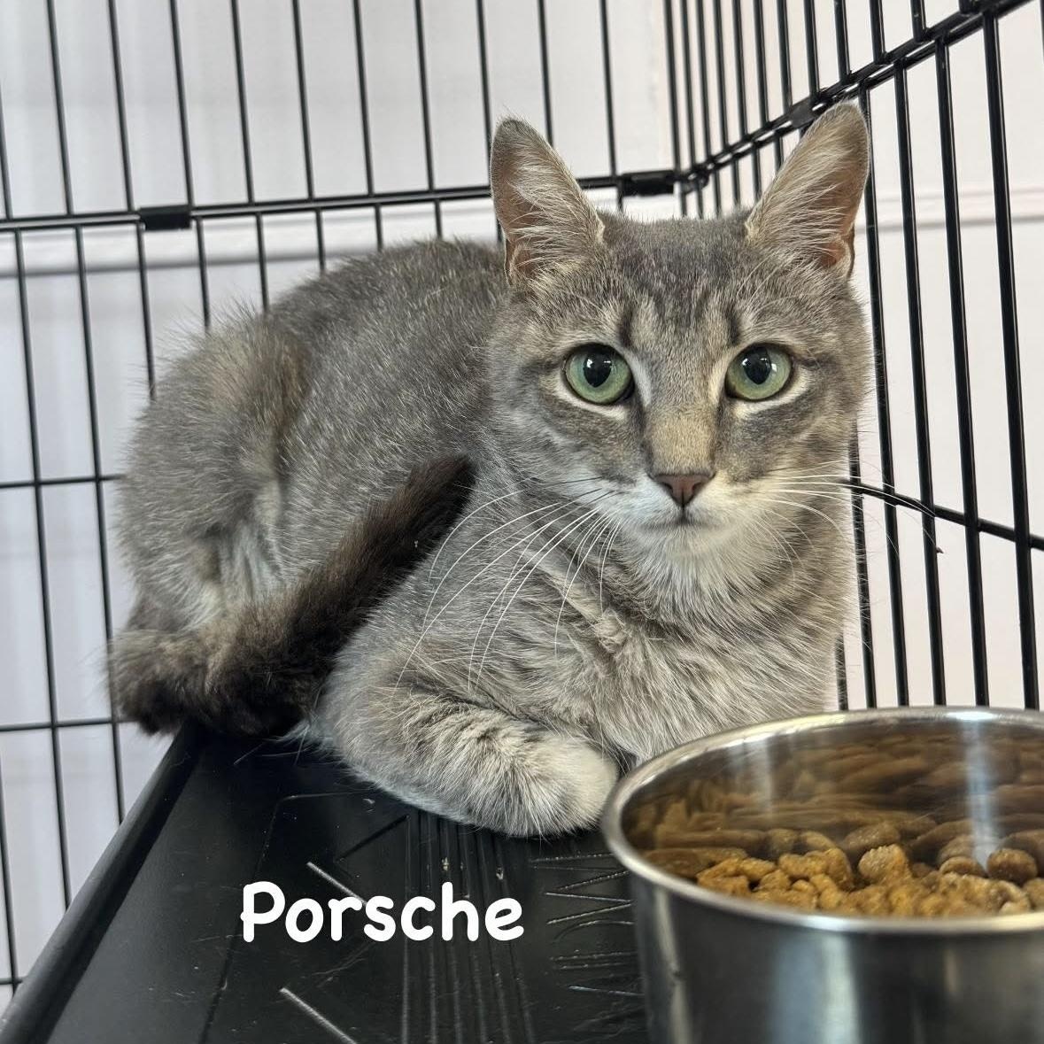 Porsche, a Adoptable Tiger in East Northport, NY image 2/3