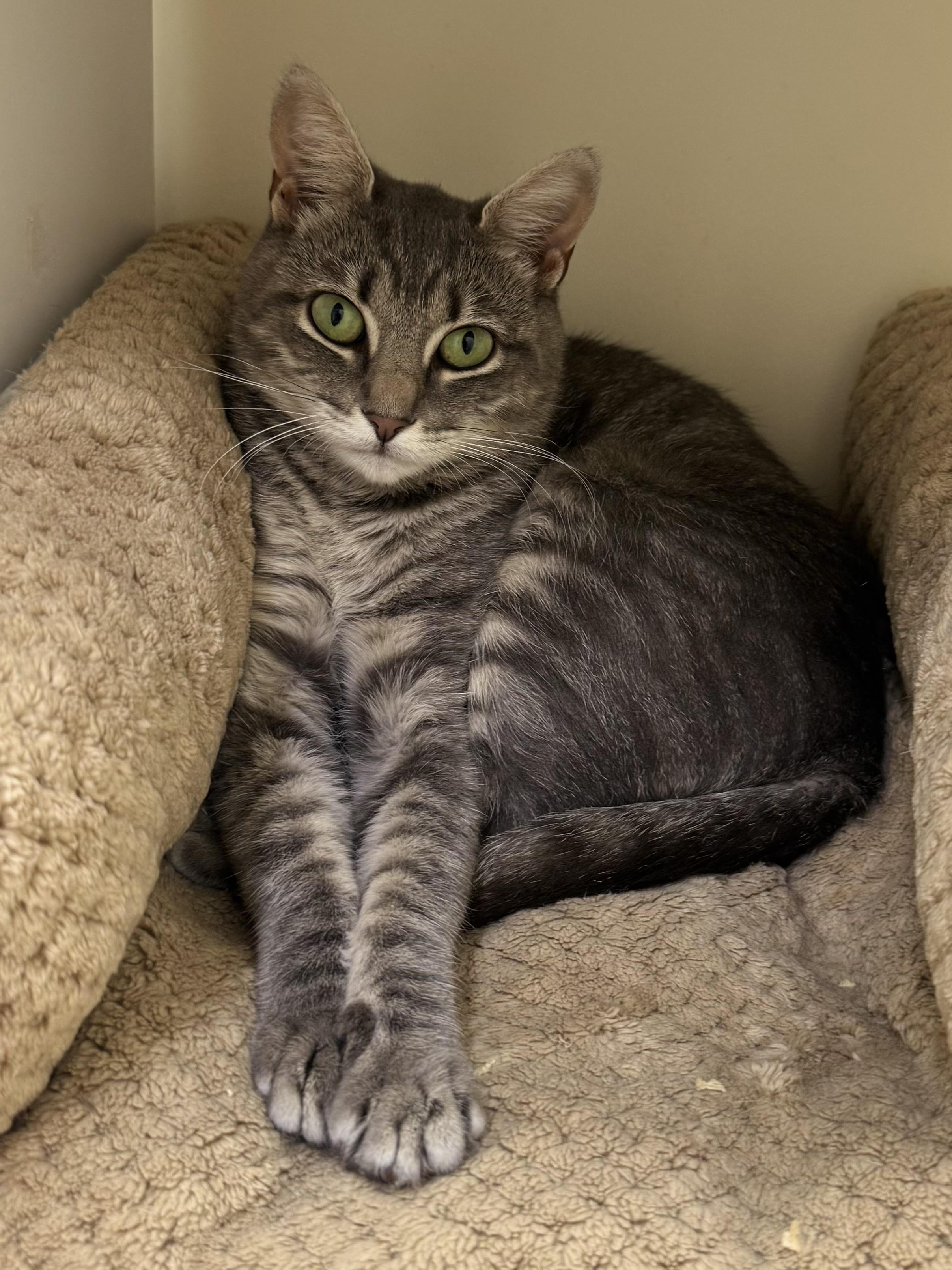 Porsche, a Adoptable Tiger in East Northport, NY image 3/3