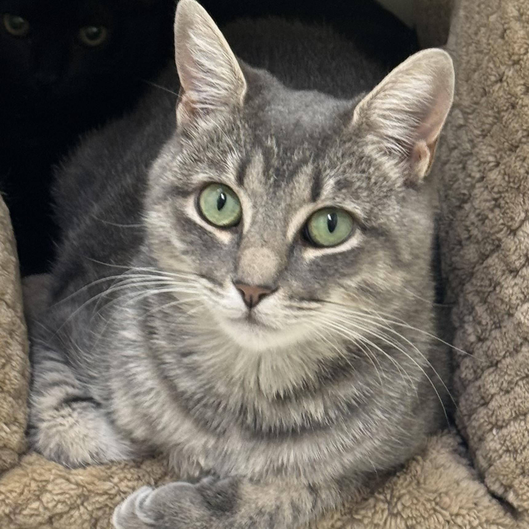 Porsche, a Adoptable Tiger in East Northport, NY image 1/3